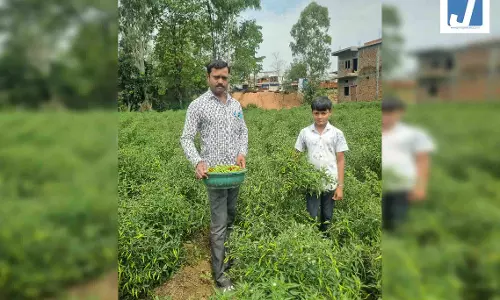सफलता की कहानी...बिना केमिकल, बंपर मुनाफा, इस मिर्च ने बाजार में मचाई धूम