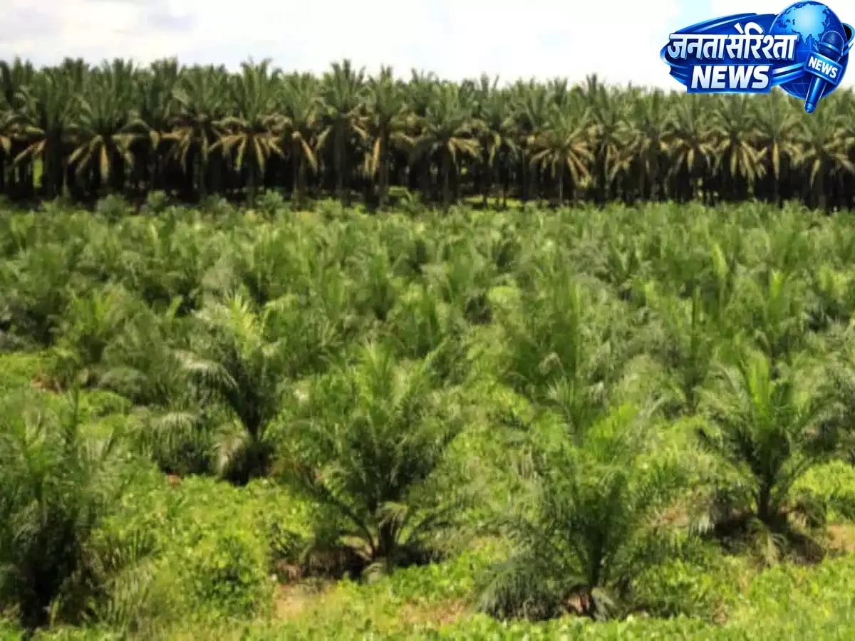 Hyderabad:अधिक मुनाफे के लिए तुम्माला किसानों को पाम ऑयल खेती अपनाने का संदेश Hyderabad:अधिक मुनाफे के लिए तुम्माला किसानों को पाम ऑयल खेती अपनाने का संदेश