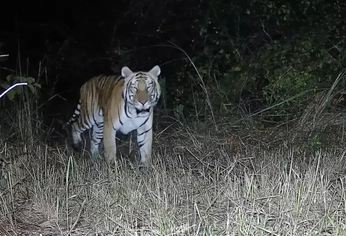 Arunachal: वाइल्डलाइफ अधिकारियों ने डी एरिंग सैंक्चुअरी में रॉयल बंगाल टाइगर की मौजूदगी की पुष्टि की Arunachal: वाइल्डलाइफ अधिकारियों ने डी एरिंग सैंक्चुअरी में रॉयल बंगाल टाइगर की मौजूदगी की पुष्टि की