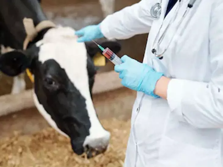 Jaipur: गौशालाओं में टीकाकरण अभियान को मिली रफ्तार Jaipur: गौशालाओं में टीकाकरण अभियान को मिली रफ्तार