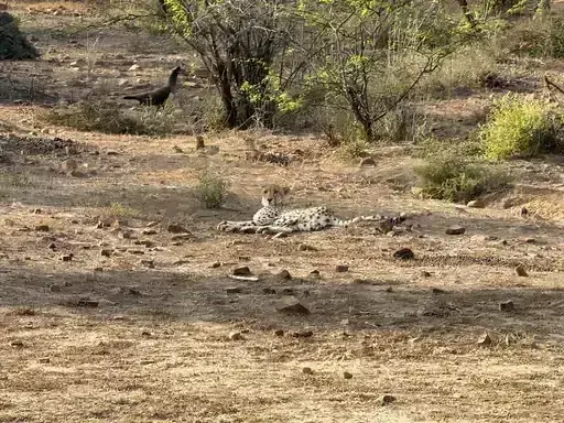 Sawai Madhopur: रणथम्भौर में विचरण के बाद चीते की वापसी Sawai Madhopur: रणथम्भौर में विचरण के बाद चीते की वापसी