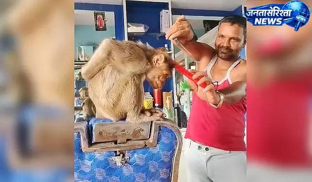 Chamarajanagar : सैलून में पहुंचा बंदर, कुर्सी पर बैठकर करवाया ‘हेयरकट’ Chamarajanagar : सैलून में पहुंचा बंदर, कुर्सी पर बैठकर करवाया ‘हेयरकट’