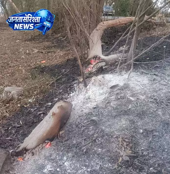 Patiala: आग के चलते सैकड़ों पेड़-पौधे जलकर नष्ट, स्थानीय प्रशासन अलर्ट Patiala: आग के चलते सैकड़ों पेड़-पौधे जलकर नष्ट, स्थानीय प्रशासन अलर्ट