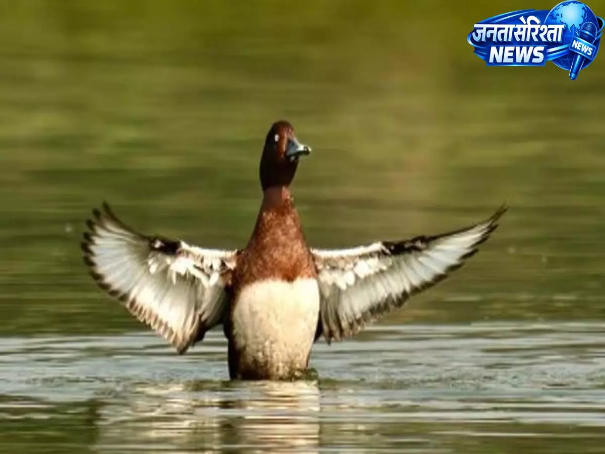 वर्ल्ड माइग्रेटरी बर्ड डे: रनोज पेगु ने वेटलैंड्स और जंगलों की रक्षा का किया आग्रह वर्ल्ड माइग्रेटरी बर्ड डे: रनोज पेगु ने वेटलैंड्स और जंगलों की रक्षा का किया आग्रह