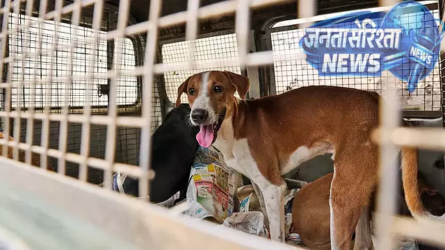 Bidar : आवारा कुत्ते के हमले में चार महीने के बछड़े की मौत Bidar : आवारा कुत्ते के हमले में चार महीने के बछड़े की मौत