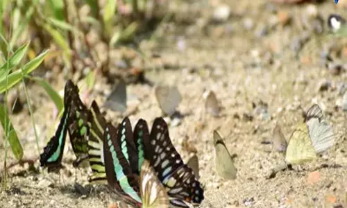 अरुणाचल की तितलियाँ कीचड़ से बचने में बेहद चूज़ी: Study अरुणाचल की तितलियाँ कीचड़ से बचने में बेहद चूज़ी: Study