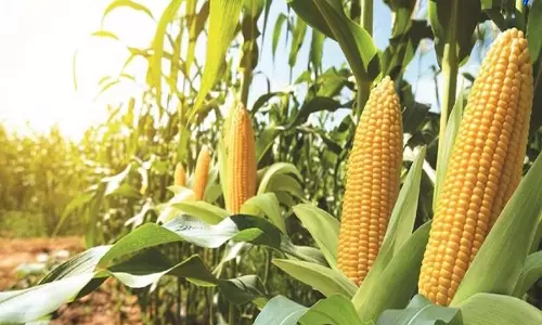 Maize crisis: तेलंगाना में खरीद और स्टोरेज सिस्टम की खामियां सामने