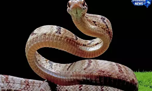तेलंगाना: नींद में दो सांपों के काटने से 4 साल के बच्चे की मौत