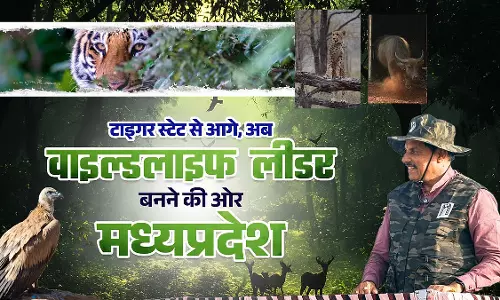 MP : वन्यजीव संरक्षण को नई दिशा, कुनो में चीतों को जंगल में छोड़ने की तैयारी MP : वन्यजीव संरक्षण को नई दिशा, कुनो में चीतों को जंगल में छोड़ने की तैयारी