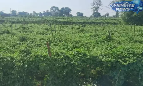 Dumka : खसिया गांव में खेती बनी पहचान, किसानों की मेहनत से बदल रही तस्वीर