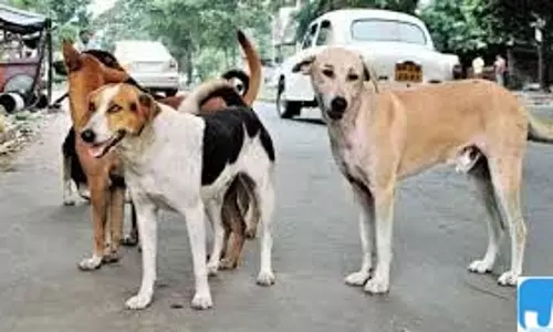 बिलासपुर में आवारा कुत्ते का हमला, दो मासूमों की आंखों पर गंभीर चोट बिलासपुर में आवारा कुत्ते का हमला, दो मासूमों की आंखों पर गंभीर चोट