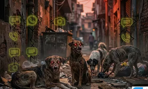 झाड़ग्राम में आवारा कुत्ते का आतंक, 10 लोग घायल: 7 महिलाओं को गंभीर चोट झाड़ग्राम में आवारा कुत्ते का आतंक, 10 लोग घायल: 7 महिलाओं को गंभीर चोट