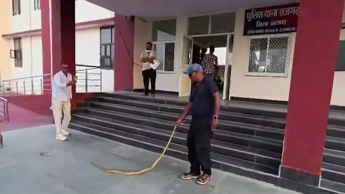 थाने अंदर 8 फीट का सांप मिला, इधर-उधर भागे पुलिसकर्मी थाने अंदर 8 फीट का सांप मिला, इधर-उधर भागे पुलिसकर्मी