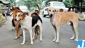 बिलासपुर में आवारा कुत्ते का हमला, दो मासूमों की आंखों पर गंभीर चोट बिलासपुर में आवारा कुत्ते का हमला, दो मासूमों की आंखों पर गंभीर चोट