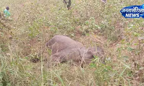 Ganjam के जंगल में गोली लगने से घायल 10 साल का हाथी मृत मिला Ganjam के जंगल में गोली लगने से घायल 10 साल का हाथी मृत मिला