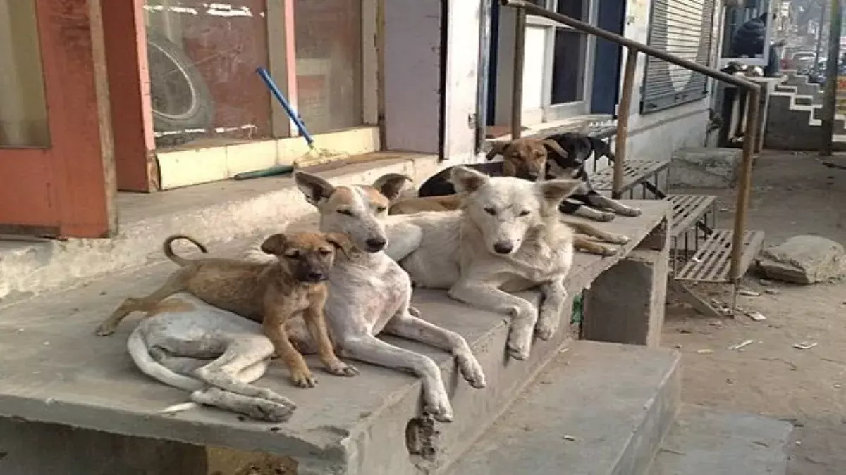 Jammu: आवारा कुत्तों के मामले में कार्रवाई पर सवाल