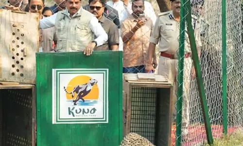 कूनो नेशनल पार्क के खुले जंगल में छोड़े गए दो मादा चीते