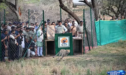 कूनो में प्रोजेक्ट चीता के तहत दो मादा चीते जंगल में छोड़े गए, CM ने खोला बड़ा बाड़ा