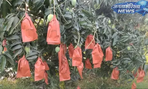 Karnataka : आम उत्पादन में नई पहल, किसानों ने अपनाई मैंगो बैग तकनीक Karnataka : आम उत्पादन में नई पहल, किसानों ने अपनाई मैंगो बैग तकनीक