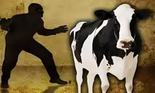 Farrukhabad: सीसीटीवी में कैद हुई पालतू गाय की चोरी Farrukhabad: सीसीटीवी में कैद हुई पालतू गाय की चोरी