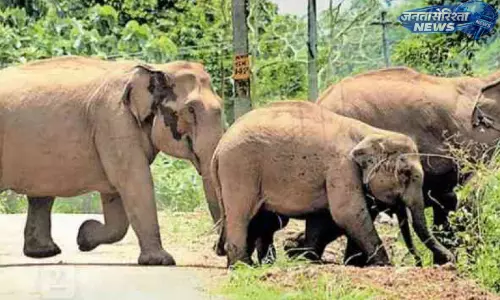 Kerala : जंगली हाथियों के खतरे से अरलम फार्म के पुनरुद्धार प्रयास प्रभावित Kerala : जंगली हाथियों के खतरे से अरलम फार्म के पुनरुद्धार प्रयास प्रभावित