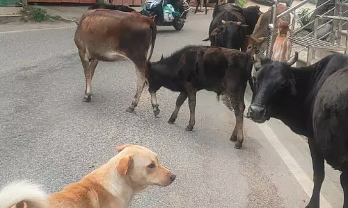 Himachal: आवारा पशुओं के कारण मतदान प्रक्रिया प्रभावित
