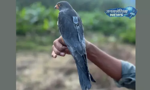 रेडियो टैग अमूर बाज़ की 95 घंटे में 4,750 किमी उड़ान, Manipur से म्यांमार तक पहुंचा रेडियो टैग अमूर बाज़ की 95 घंटे में 4,750 किमी उड़ान, Manipur से म्यांमार तक पहुंचा