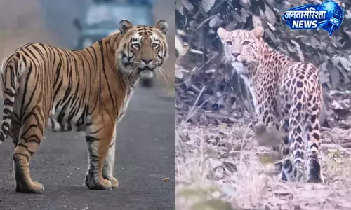 UP : पीलीभीत टाइगर रिजर्व में बाघों की बढ़ती संख्या से बढ़ा मानव-वन्यजीव संघर्ष बढ़ीं