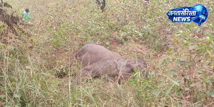 Ganjam के जंगल में गोली लगने से घायल 10 साल का हाथी मृत मिला Ganjam के जंगल में गोली लगने से घायल 10 साल का हाथी मृत मिला