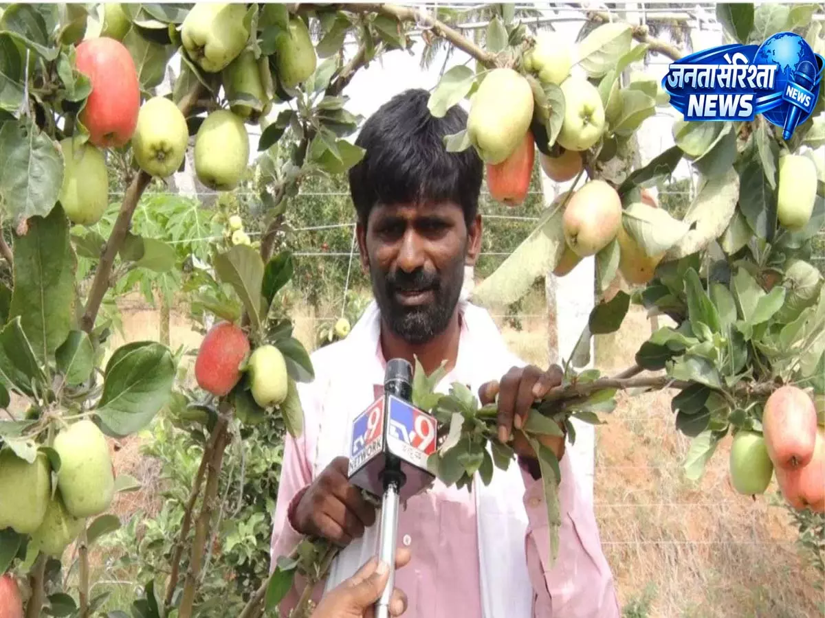 Farming with technology: बेंगलुरु के किसान ने मौसम की मुश्किलों में उगाया कश्मीरी सेब Farming with technology: बेंगलुरु के किसान ने मौसम की मुश्किलों में उगाया कश्मीरी सेब