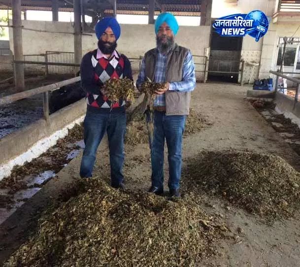 Tarn Taran: किसान की हाईटेक डेयरी से रोजगार भी बढ़ा Tarn Taran: किसान की हाईटेक डेयरी से रोजगार भी बढ़ा