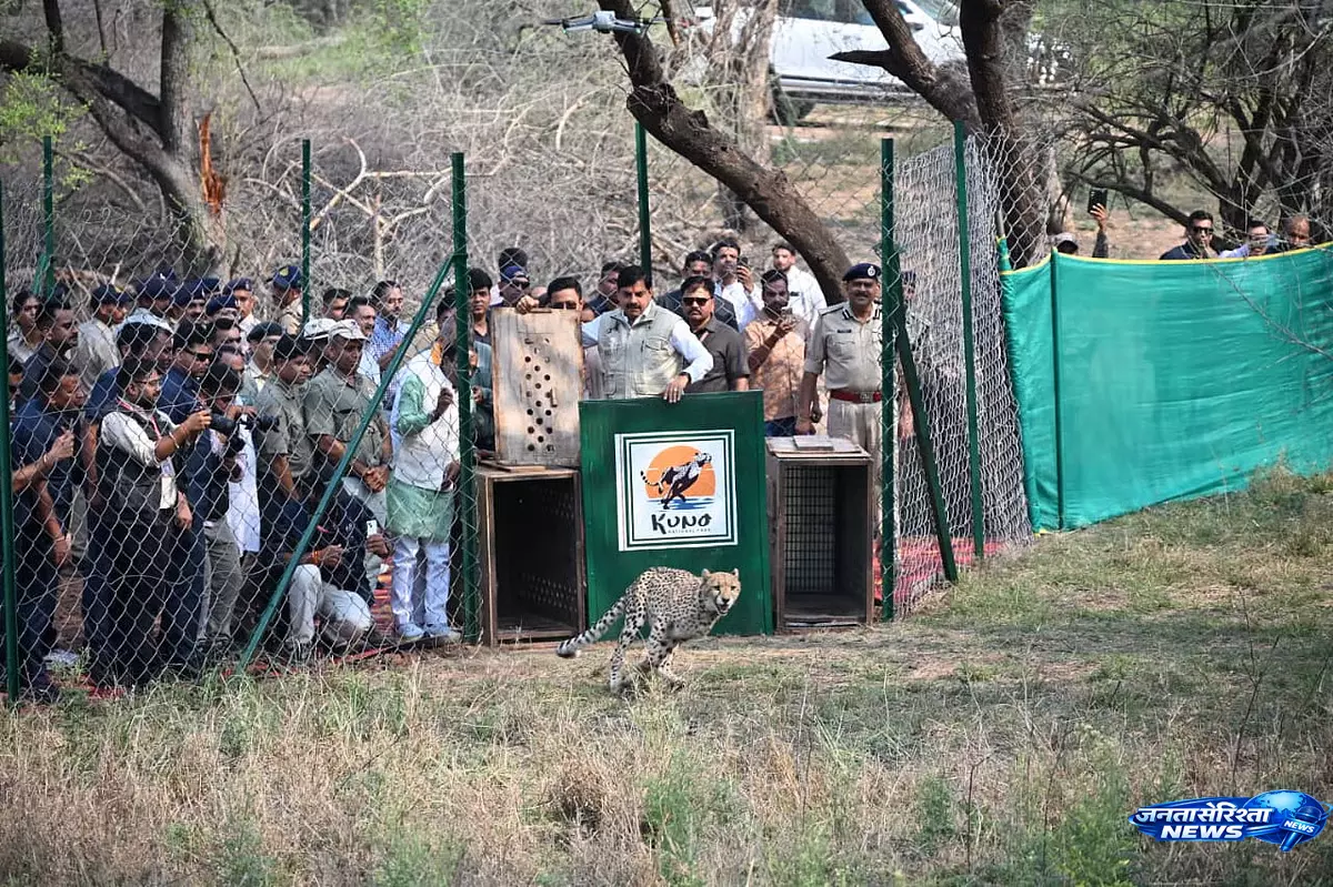 कूनो में प्रोजेक्ट चीता के तहत दो मादा चीते जंगल में छोड़े गए, CM ने खोला बड़ा बाड़ा कूनो में प्रोजेक्ट चीता के तहत दो मादा चीते जंगल में छोड़े गए, CM ने खोला बड़ा बाड़ा