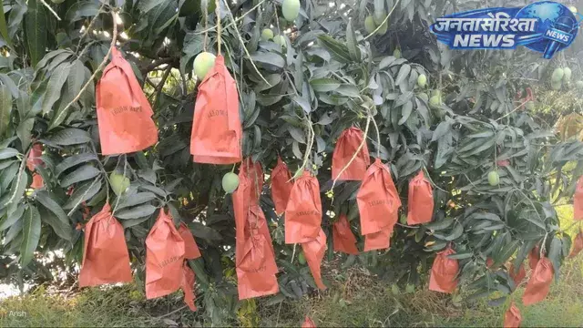 Karnataka : आम उत्पादन में नई पहल, किसानों ने अपनाई मैंगो बैग तकनीक Karnataka : आम उत्पादन में नई पहल, किसानों ने अपनाई मैंगो बैग तकनीक