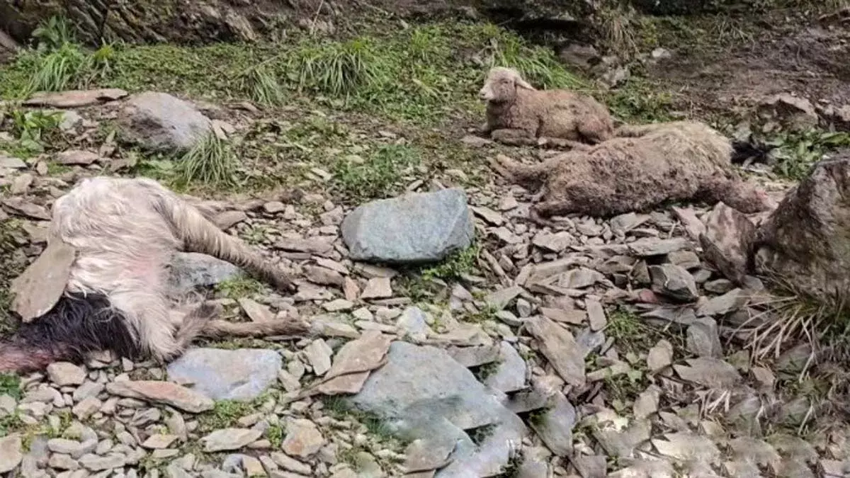 Ganderbal: 90 भेड़-बकरियों की मौत से पशुपालक सदमे में Ganderbal: 90 भेड़-बकरियों की मौत से पशुपालक सदमे में