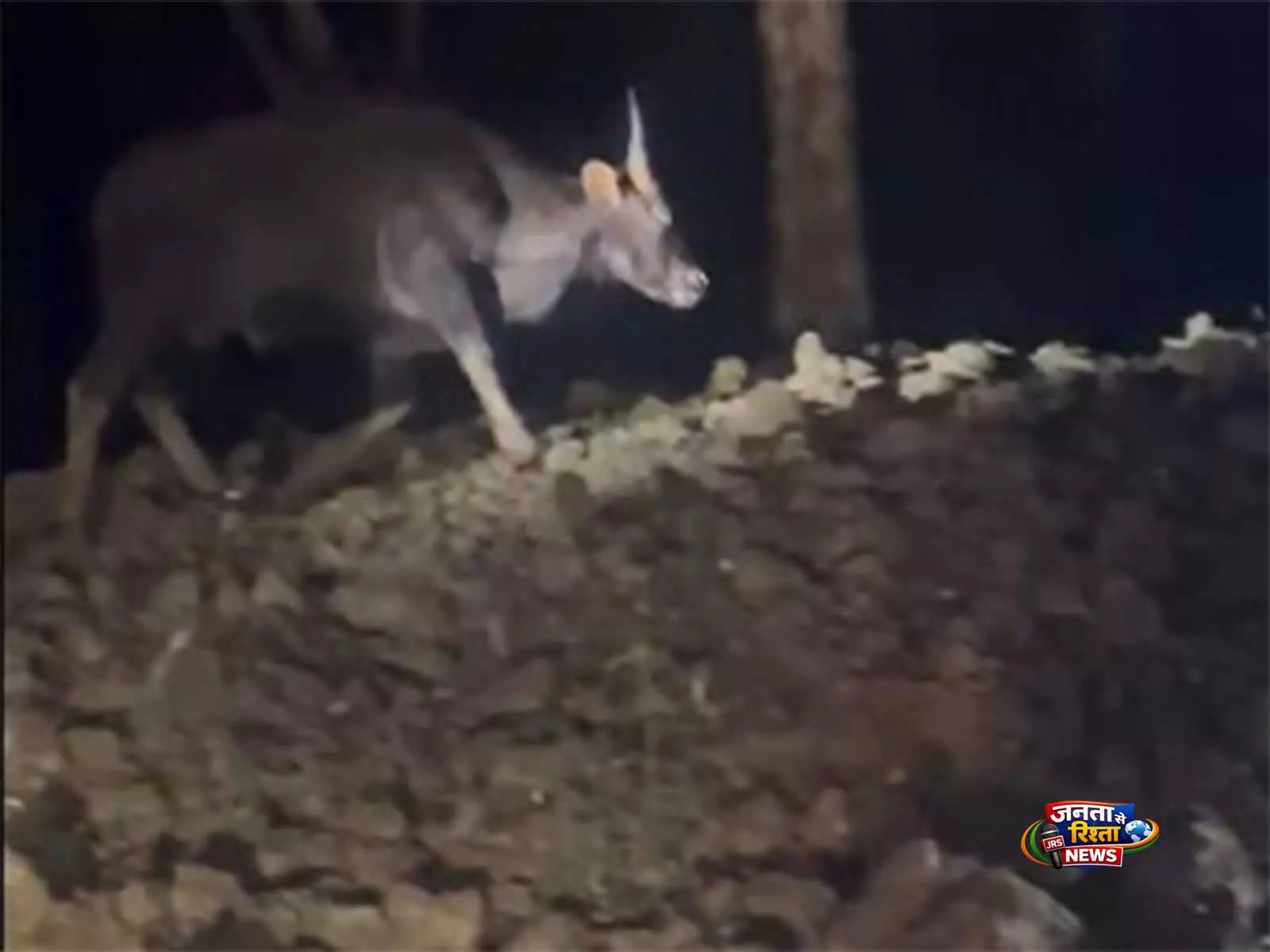 Keralam: कन्नूर में दहशत फैलाने वाला जंगली भैंसा, ट्रैंक्विलाइज़र ऑपरेशन के बाद पकड़ा गया Keralam: कन्नूर में दहशत फैलाने वाला जंगली भैंसा, ट्रैंक्विलाइज़र ऑपरेशन के बाद पकड़ा गया