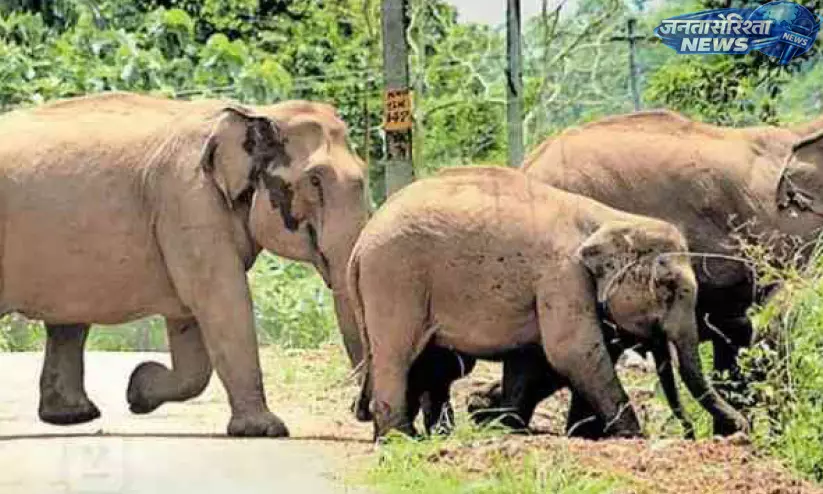 Kerala : जंगली हाथियों के खतरे से अरलम फार्म के पुनरुद्धार प्रयास प्रभावित Kerala : जंगली हाथियों के खतरे से अरलम फार्म के पुनरुद्धार प्रयास प्रभावित