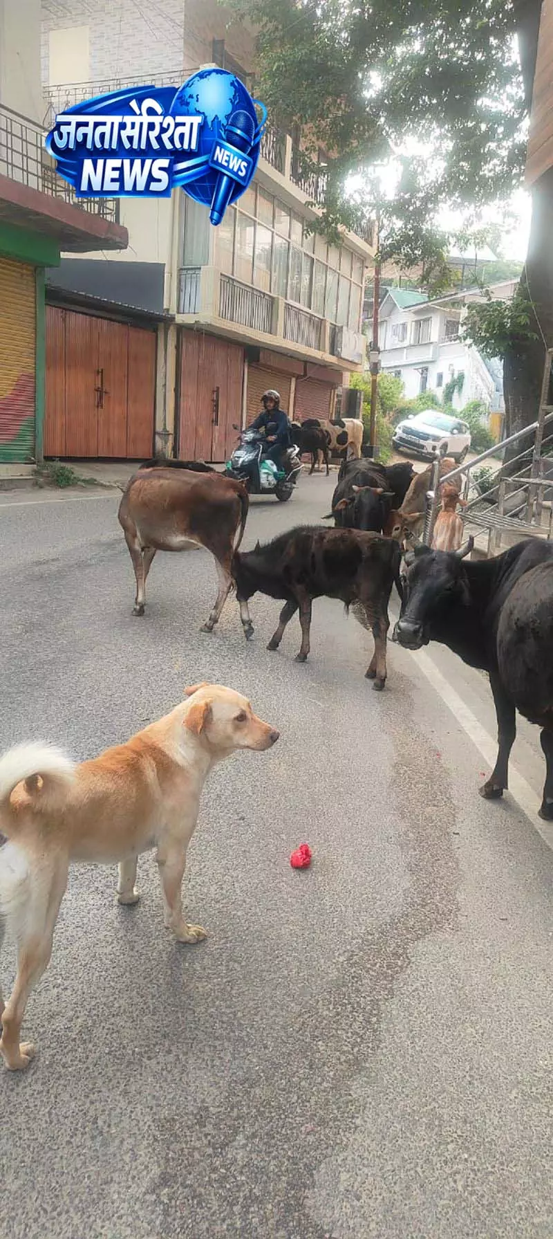 Himachal: आवारा पशुओं के कारण मतदान प्रक्रिया प्रभावित Himachal: आवारा पशुओं के कारण मतदान प्रक्रिया प्रभावित