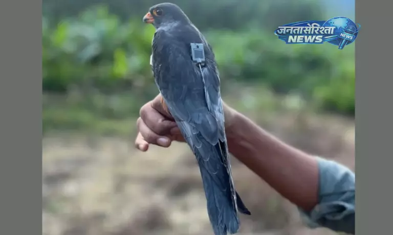 रेडियो टैग अमूर बाज़ की 95 घंटे में 4,750 किमी उड़ान, Manipur से म्यांमार तक पहुंचा रेडियो टैग अमूर बाज़ की 95 घंटे में 4,750 किमी उड़ान, Manipur से म्यांमार तक पहुंचा