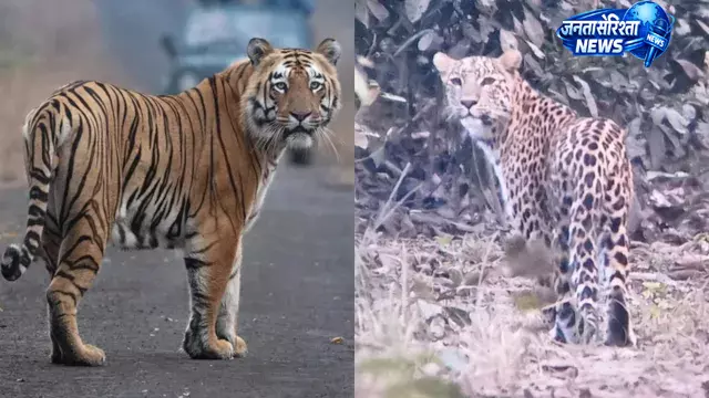 UP : पीलीभीत टाइगर रिजर्व में बाघों की बढ़ती संख्या से बढ़ा मानव-वन्यजीव संघर्ष बढ़ीं UP : पीलीभीत टाइगर रिजर्व में बाघों की बढ़ती संख्या से बढ़ा मानव-वन्यजीव संघर्ष बढ़ीं