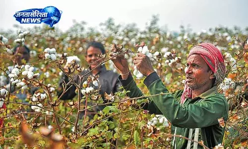Hisar खेती में गिरावट, कपास के लिए कार्ड पर विशेष प्रोत्साहन