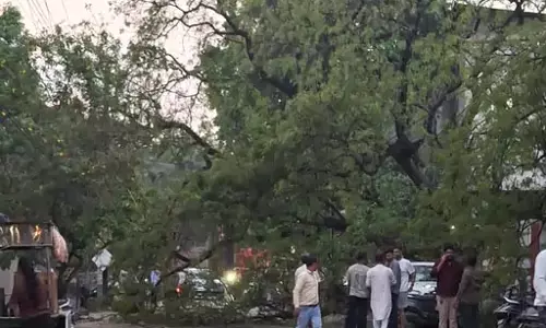 बिलासपुर पोस्ट ऑफिस परिसर में गिरा पेड़ बिलासपुर पोस्ट ऑफिस परिसर में गिरा पेड़