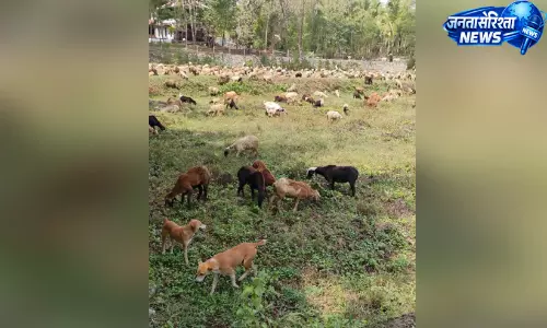 Kerala : धान कटाई के बाद खेतों में भेड़ों की वापसी, ‘लेटा’ परंपरा चर्चा में Kerala : धान कटाई के बाद खेतों में भेड़ों की वापसी, ‘लेटा’ परंपरा चर्चा में