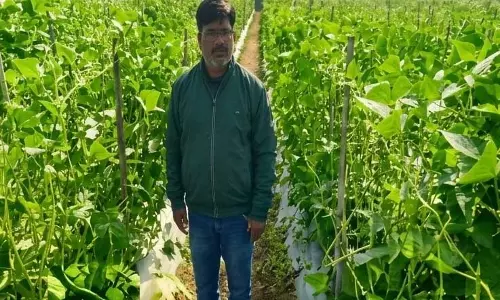 उद्यानिकी की आधुनिक तकनीकों से किसान महेश कश्यप की बदली तकदीर