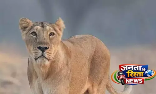 Gir जंगल में पर्यटकों के सामने शिकार करती दिखी शेरनी, वीडियो पर इंटरनेट दो हिस्सों में बंटा
