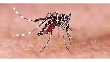 मौसम बदलने के साथ डेंगू रोकथाम के लिए पब्लिक हेल्थ विभाग ने जारी किए दिशा-निर्देश मौसम बदलने के साथ डेंगू रोकथाम के लिए पब्लिक हेल्थ विभाग ने जारी किए दिशा-निर्देश