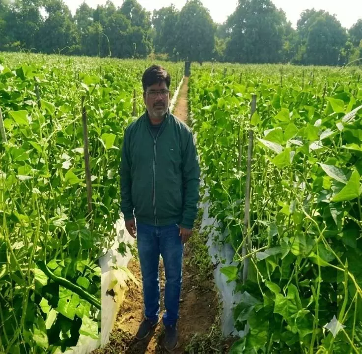 उद्यानिकी की आधुनिक तकनीकों से किसान महेश कश्यप की बदली तकदीर उद्यानिकी की आधुनिक तकनीकों से किसान महेश कश्यप की बदली तकदीर