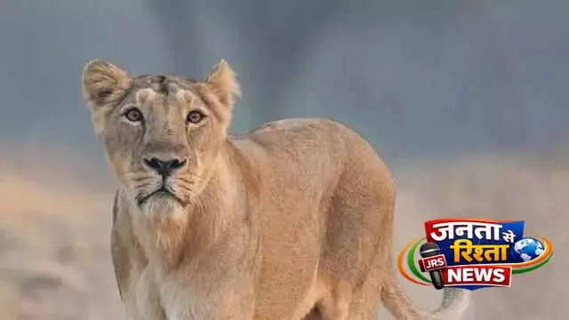 Gir जंगल में पर्यटकों के सामने शिकार करती दिखी शेरनी, वीडियो पर इंटरनेट दो हिस्सों में बंटा Gir जंगल में पर्यटकों के सामने शिकार करती दिखी शेरनी, वीडियो पर इंटरनेट दो हिस्सों में बंटा