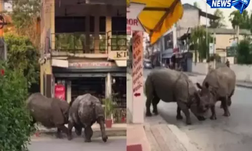 नेपाल के चितवन में सींग वाले गैंडों की लड़ाई, टूरिस्ट रह गए हैरान नेपाल के चितवन में सींग वाले गैंडों की लड़ाई, टूरिस्ट रह गए हैरान