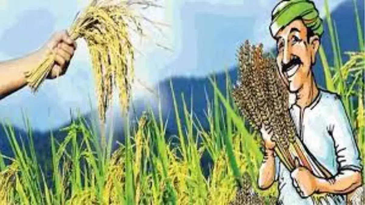 Dehradun: हाइब्रिड धान खेती से किसानों की आमदनी में बढ़ोतरी