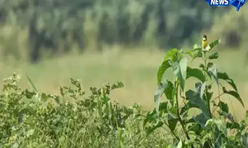 Assam के छिपे हुए बंटिंग बसेरे: इस प्रजाति के संरक्षण में अहम भूमिका Assam के छिपे हुए बंटिंग बसेरे: इस प्रजाति के संरक्षण में अहम भूमिका